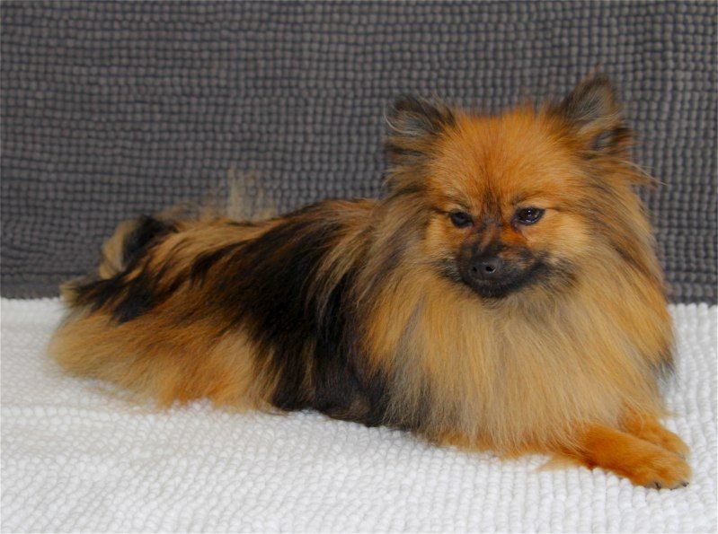 Publication : Du Jardin D'Inaya Auteur : Amélie Vasse