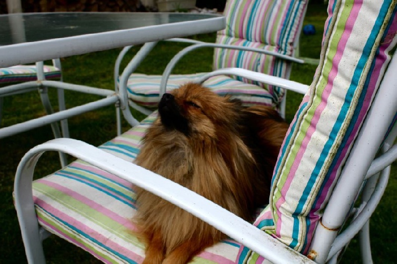 Publication : Du Jardin D'Inaya Auteur : Amélie Vasse