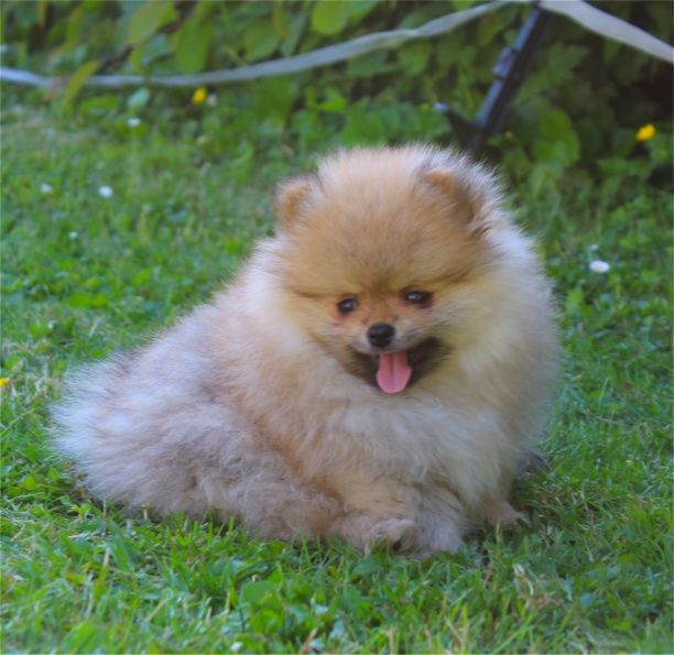 Publication : Du Jardin D'Inaya Auteur : AMÉLIE VASSE