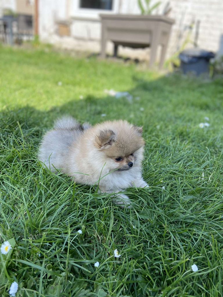 Publication : Du Jardin D'Inaya Auteur : AMÉLIE VASSE