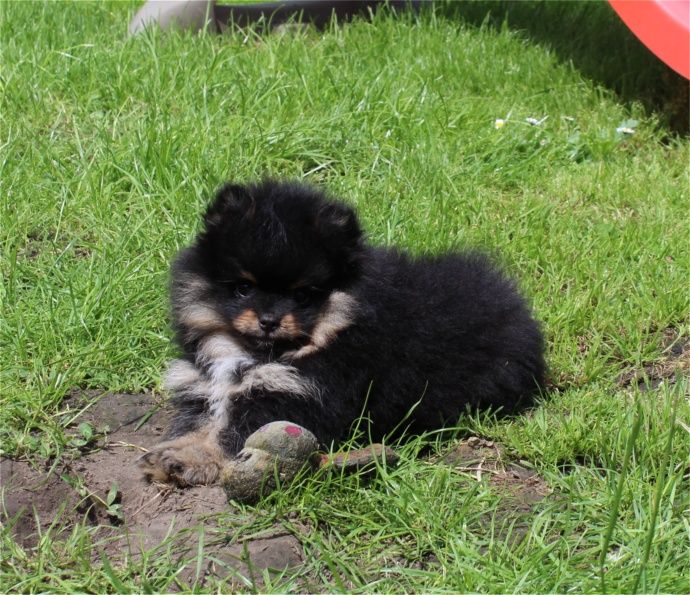 Publication : Du Jardin D'Inaya Auteur : Amélie Vasse