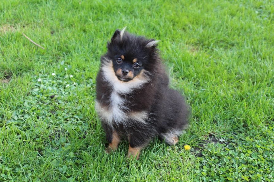 Publication : Du Jardin D'Inaya Auteur : Amélie Vasse