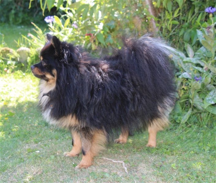 Publication : Du Jardin D'Inaya Auteur : Amélie Vasse