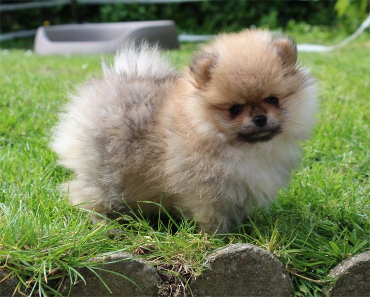 Publication : Du Jardin D'Inaya Auteur : AMÉLIE VASSE