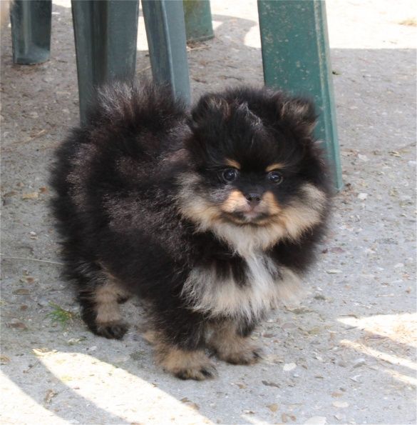 Publication : Du Jardin D'Inaya Auteur : Amélie Vasse