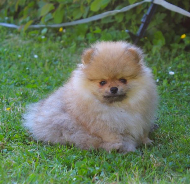 Publication : Du Jardin D'Inaya Auteur : AMÉLIE VASSE