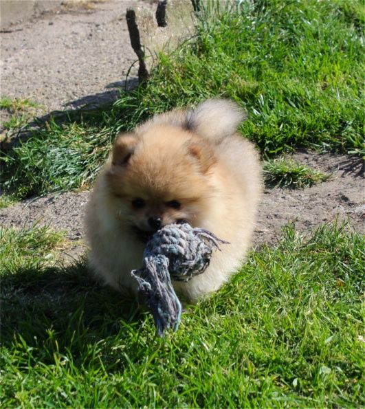 Publication : Du Jardin D'Inaya Auteur : AMÉLIE VASSE