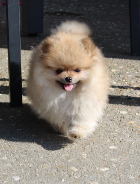 Publication : Du Jardin D'Inaya Auteur : AMÉLIE VASSE