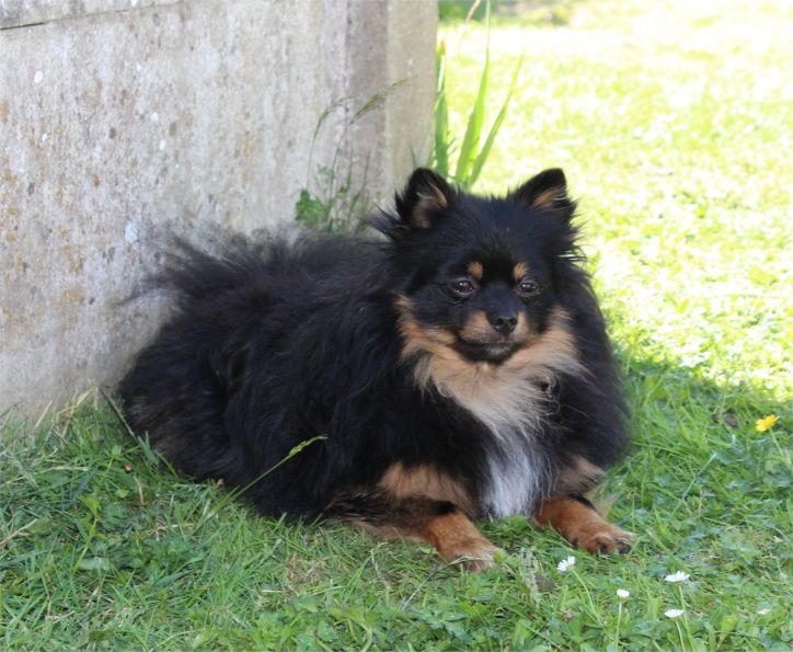 Publication : Du Jardin D'Inaya Auteur : Amélie Vasse