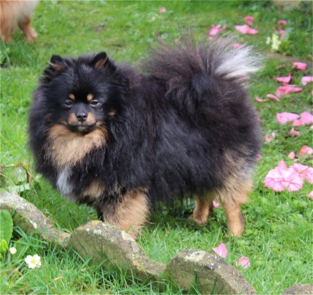 Publication : Du Jardin D'Inaya Auteur : Amélie Vasse