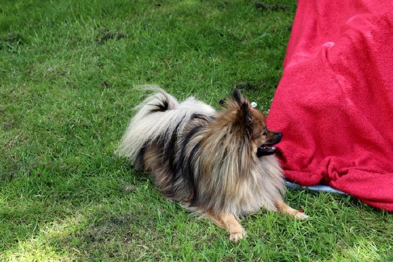 Publication : Du Jardin D'Inaya Auteur : Amélie Vasse