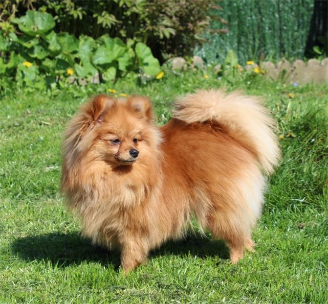 Publication : Du Jardin D'Inaya Auteur : Amélie VASSE