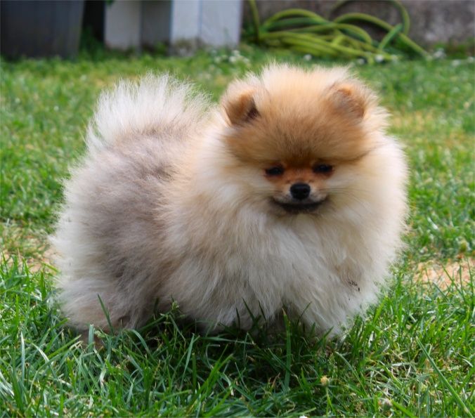 Publication : Du Jardin D'Inaya Auteur : AMÉLIE VASSE