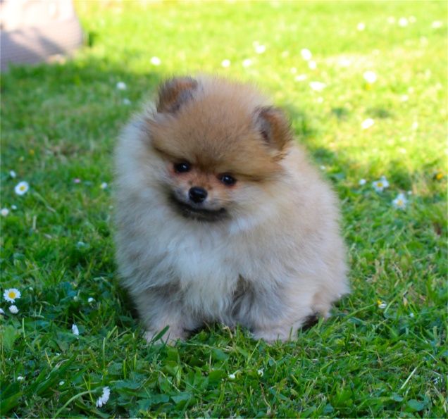 Publication : Du Jardin D'Inaya Auteur : AMÉLIE VASSE