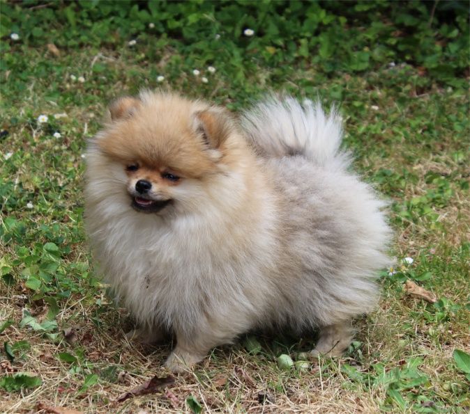 Publication : Du Jardin D'Inaya Auteur : AMÉLIE VASSE