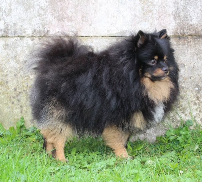 Publication : Du Jardin D'Inaya Auteur : Amélie Vasse