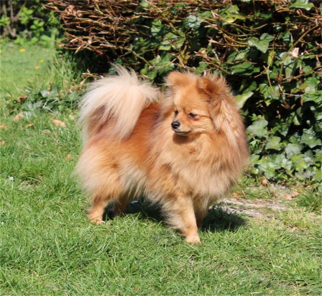 Publication : Du Jardin D'Inaya Auteur : Amélie VASSE