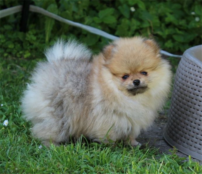 Publication : Du Jardin D'Inaya Auteur : AMÉLIE VASSE