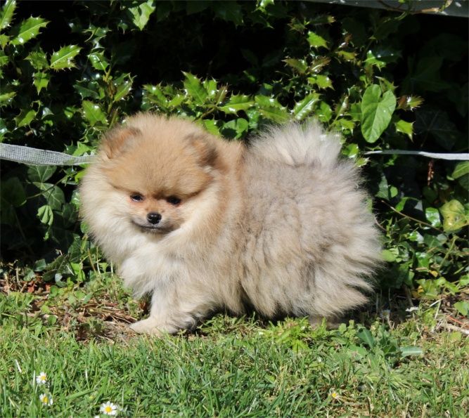 Publication : Du Jardin D'Inaya Auteur : AMÉLIE VASSE