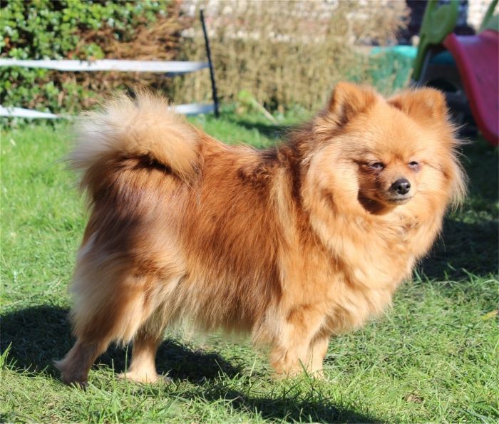 Publication : Du Jardin D'Inaya Auteur : Amélie VASSE