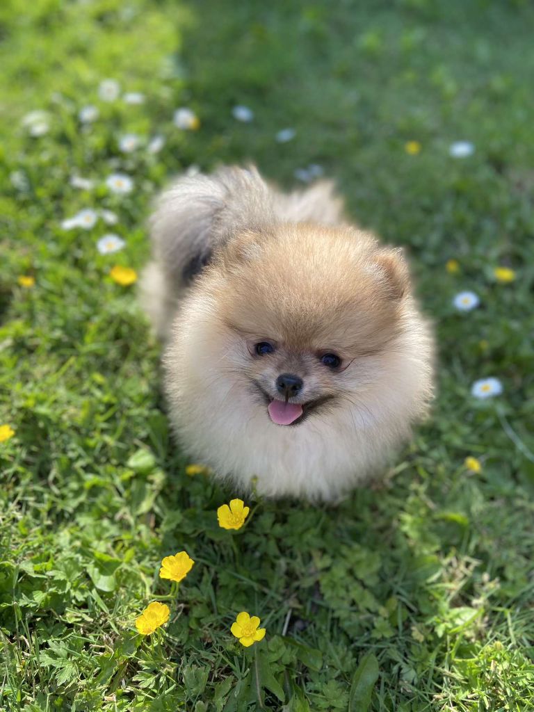 Publication : Du Jardin D'Inaya Auteur : AMÉLIE VASSE