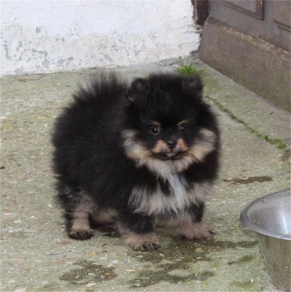 Publication : Du Jardin D'Inaya Auteur : Amélie Vasse