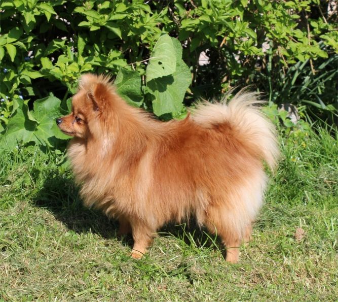 Publication : Du Jardin D'Inaya Auteur : Amélie VASSE