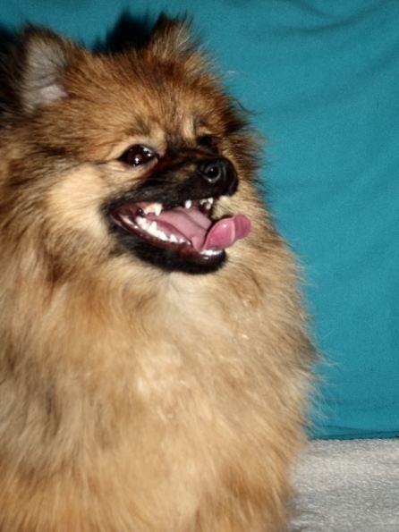 Publication : Du Jardin D'Inaya Auteur : Amélie Vasse