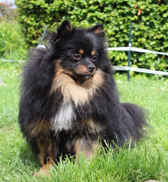 Publication : Du Jardin D'Inaya Auteur : Amélie Vasse