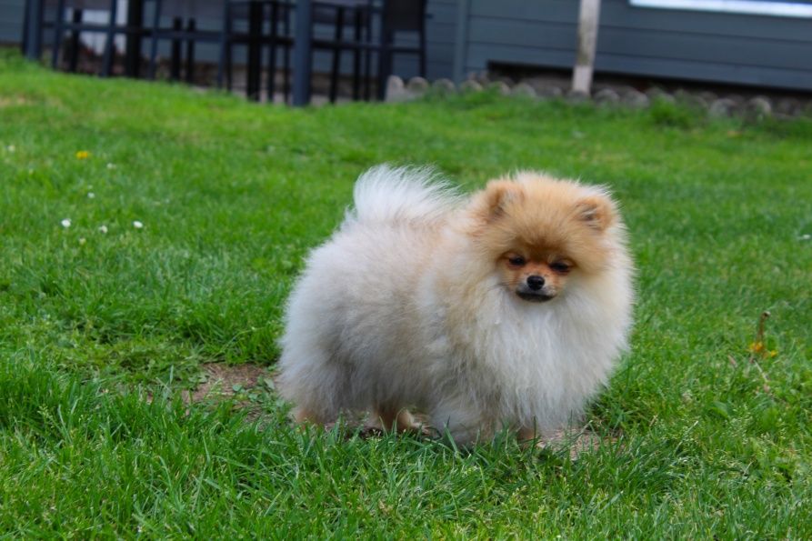 Publication : Du Jardin D'Inaya Auteur : AMÉLIE VASSE