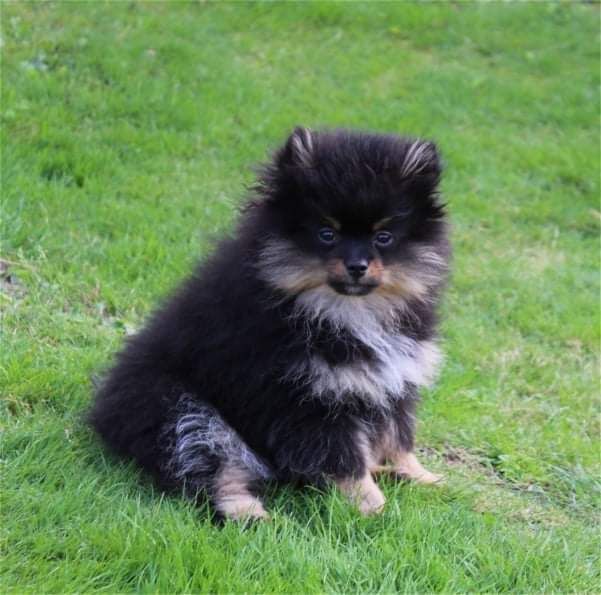 Publication : Du Jardin D'Inaya Auteur : Amélie Vasse