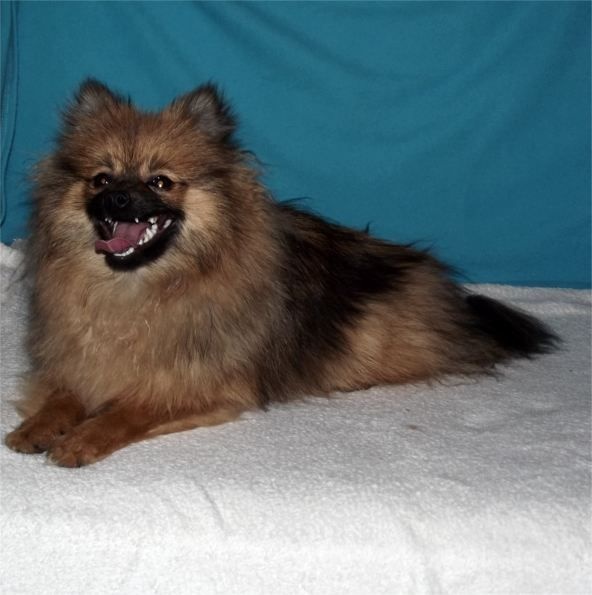 Publication : Du Jardin D'Inaya Auteur : Amélie Vasse