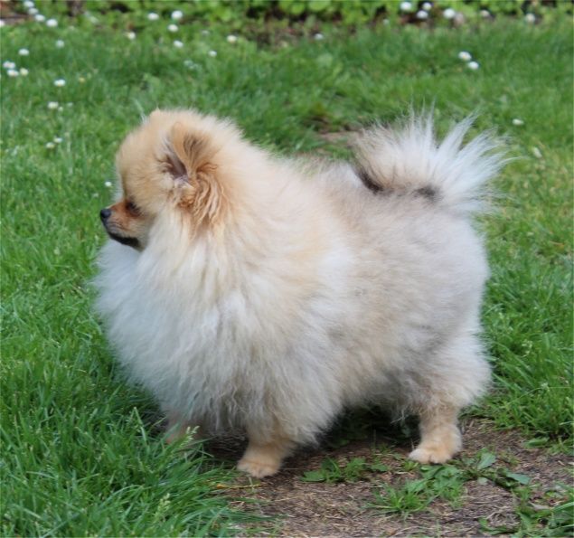 Publication : Du Jardin D'Inaya Auteur : AMÉLIE VASSE