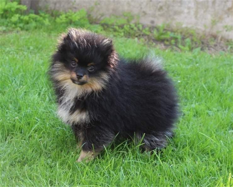 Publication : Du Jardin D'Inaya Auteur : Amélie Vasse