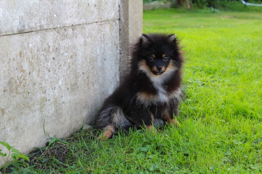 Publication : Du Jardin D'Inaya Auteur : Amélie Vasse