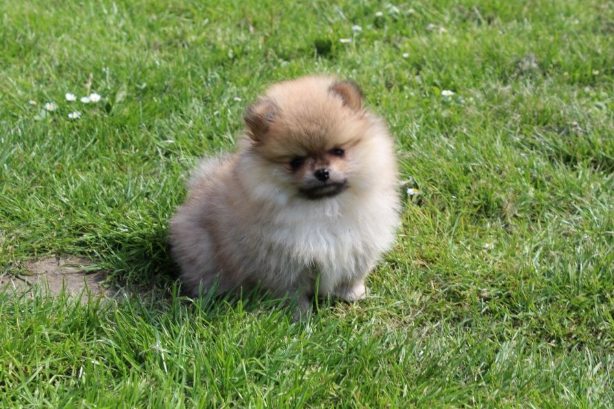 Publication : Du Jardin D'Inaya Auteur : AMÉLIE VASSE