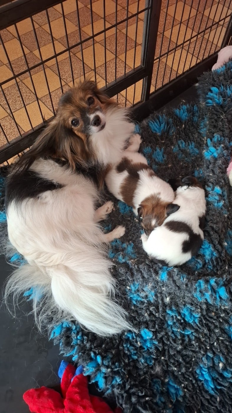Epagneul nain Continental (Papillon) - Du Jardin D'Inaya