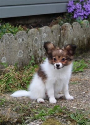 Les chiots de Epagneul nain Continental (Papillon)