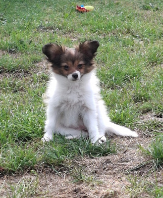 Les chiots de Epagneul nain Continental (Papillon)