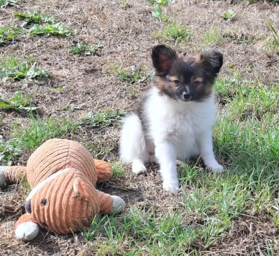 Les chiots de Epagneul nain Continental (Papillon)