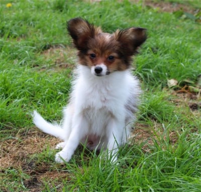 Les chiots de Epagneul nain Continental (Papillon)