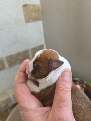 American Staffordshire Terrier