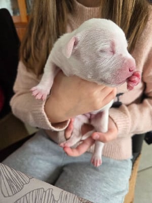 Les chiots de American Staffordshire Terrier