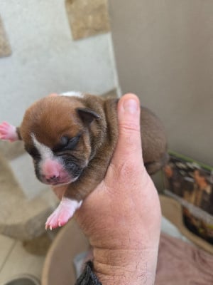Les chiots de American Staffordshire Terrier