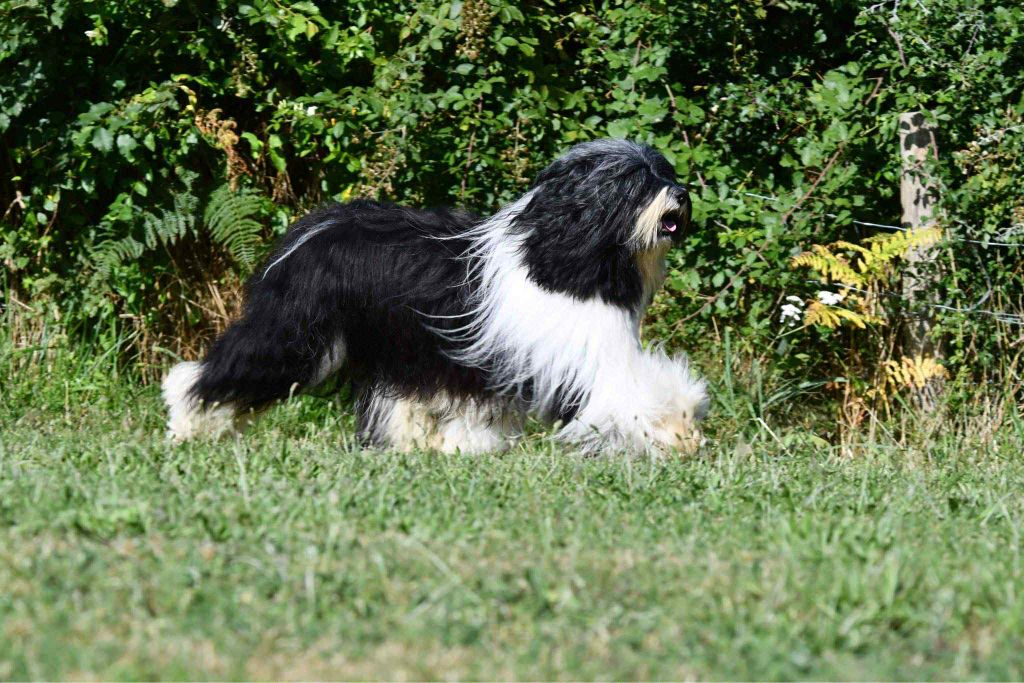 CH. waterley Viceroy