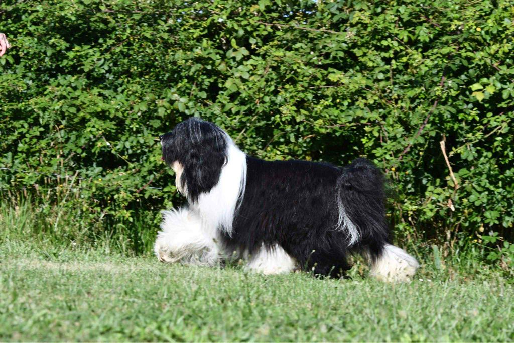 CH. waterley Viceroy