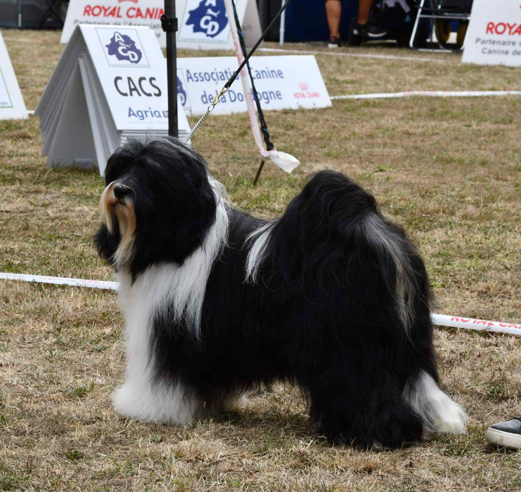 CH. waterley Viceroy