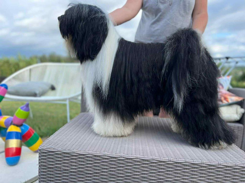 CH. waterley Viceroy