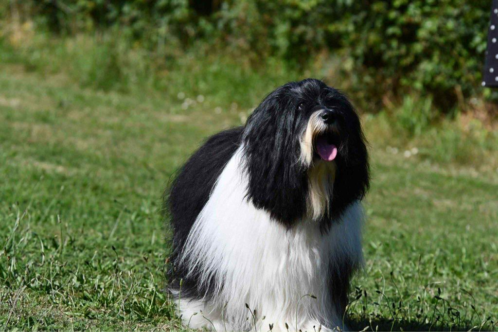 CH. waterley Viceroy