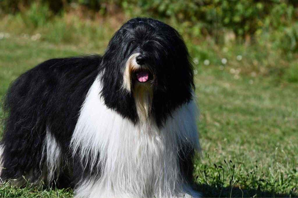 CH. waterley Viceroy